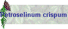 Petroselinum crispum Bild01