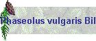Phaseolus vulgaris Bild01