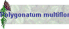 Polygonatum multiflorum Bild01