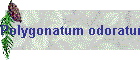 Polygonatum odoratum
