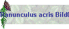 Ranunculus acris Bild01