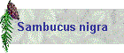 Sambucus nigra
