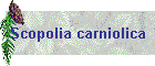 Scopolia carniolica