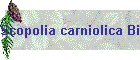 Scopolia carniolica Bild03