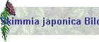 Skimmia japonica Bild01