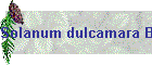 Solanum dulcamara Bild01