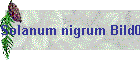 Solanum nigrum Bild02