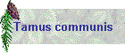 Tamus communis