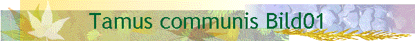 Tamus communis Bild01