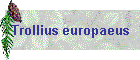 Trollius europaeus
