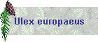 Ulex europaeus