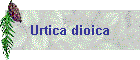 Urtica dioica