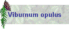 Viburnum opulus