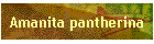 Amanita pantherina