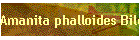Amanita phalloides Bild03