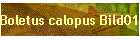 Boletus calopus Bild01