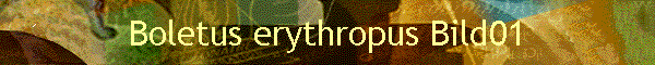 Boletus erythropus Bild01