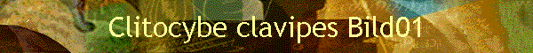 Clitocybe clavipes Bild01