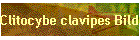 Clitocybe clavipes Bild01