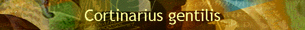 Cortinarius gentilis