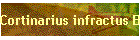 Cortinarius infractus Bild01