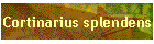Cortinarius splendens