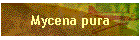 Mycena pura
