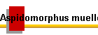 Aspidomorphus muelleri