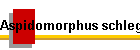Aspidomorphus schlegeli