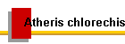 Atheris chlorechis