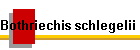 Bothriechis schlegelii Biss01