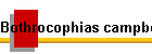 Bothrocophias campbelli