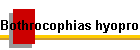 Bothrocophias hyoprora