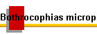 Bothrocophias microphthalmus