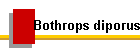 Bothrops diporus