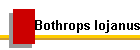 Bothrops lojanus