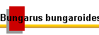 Bungarus bungaroides