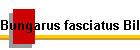 Bungarus fasciatus Bild03