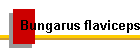 Bungarus flaviceps