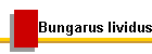 Bungarus lividus