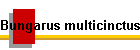 Bungarus multicinctus