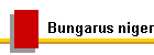 Bungarus niger