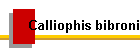 Calliophis bibroni
