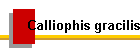 Calliophis gracilis