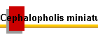 Cephalopholis miniatus Bild01