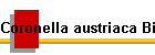 Coronella austriaca Bild01