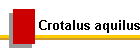 Crotalus aquilus