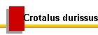 Crotalus durissus
