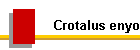 Crotalus enyo