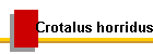 Crotalus horridus